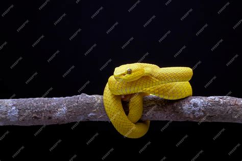 Premium Photo | The white-lipped pit viper or white-lipped tree viper, is a venomous pit viper