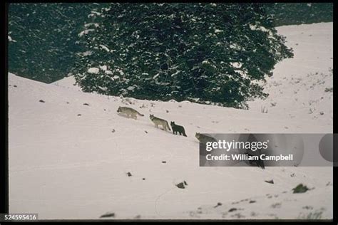 Image result for Yellowstone Park Wolves