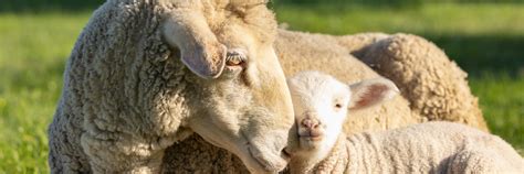 How to Avoid Live Lamb Cut (Mulesed) Wool When Shopping - FOUR PAWS ...