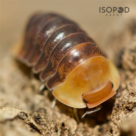 Cubaris Sp. Rubber Ducky – Isopod Depot