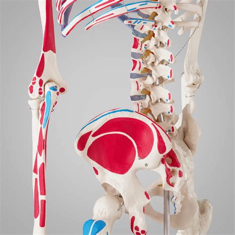 Tectake Life Size Anatomical Skeleton Model With Removable Limbs ...