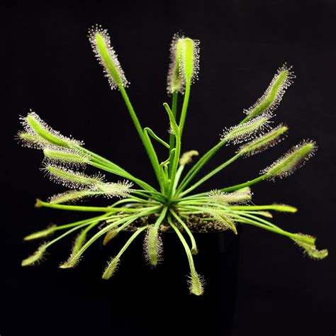 Drosera capensis 'Albino' - Cape Sundew | Curious Plant