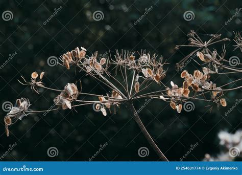 Hogweed is a Common Species of Plants of the Umbelliferae Family Stock ...