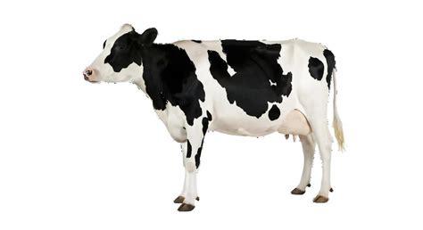 Image result for Cow Pi Python