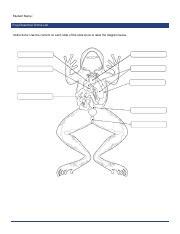 Image result for Dissecting a Frog Lab