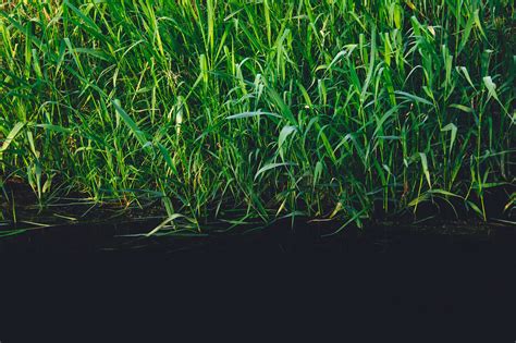 Free Images : water, nature, lawn, leaf, flower, river, stream, green ...