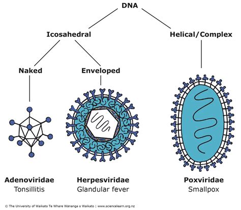 Enveloped Rna Virus