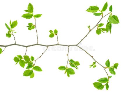Image result for Hazelnut Tree Branch