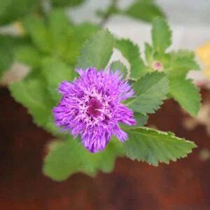 Herbal Plants – Santhi Online Plants