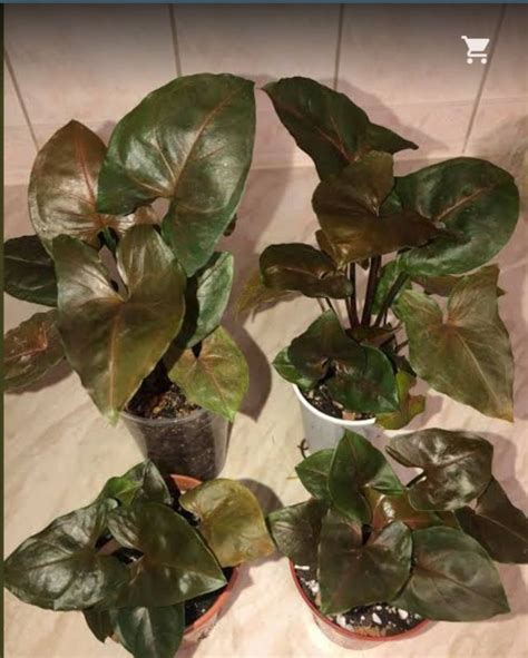 Syngonium Brown