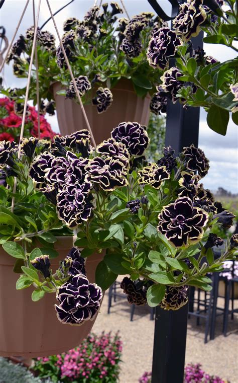 Petunia Midnight Gold - Ball