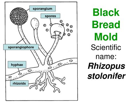 Phylum Zygomycota Rhizopus