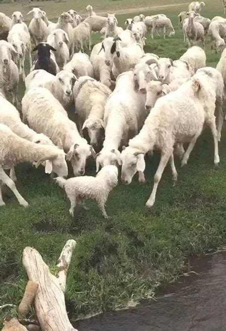 主人让牧羊犬放羊，它竟然把羊给上了！_信任