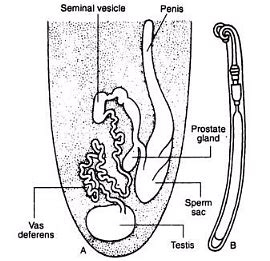Molluscs: Sepia - Zoology Optional Notes for UPSC PDF Download