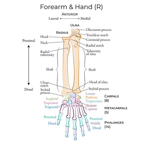 Gross Anatomy Glossary: Upper Extremity Bones | ditki medical ...
