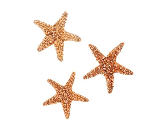 Careers | Pirate Ship