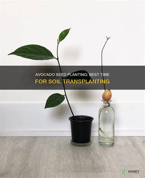 Avocado Seed Planting: Best Time For Soil Transplanting | ShunCy