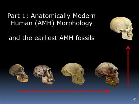 Anatomically Modern Humans 的图像结果