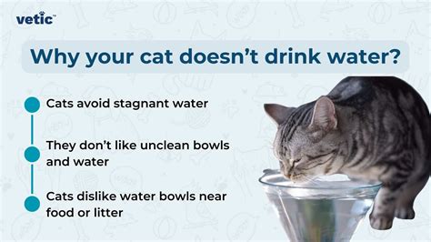 Why Your Cat Doesn't Drink Water and How You Can Change That