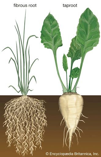 Tap Root System - Agriculture Notes