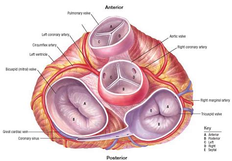 Cardiovascular system, Basic anatomy and physiology, Medical school essentials