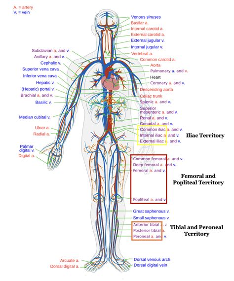 2026 CPT Updates - New Vascular Territory for Endovascular ...