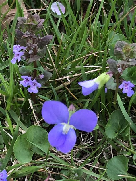 What Are Purple Flowers In Grass at Rosalyn Coe blog