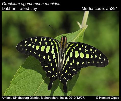 Graphium agamemnon | Butterfly