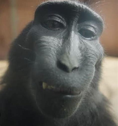 Image result for Grookey Evolution Line