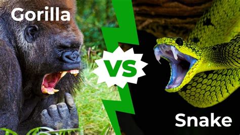 Image result for Gorilla Vs Python Fight