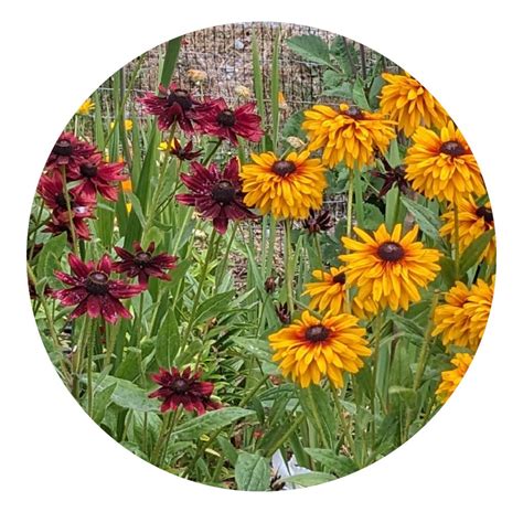 Image result for Planting Design Programs