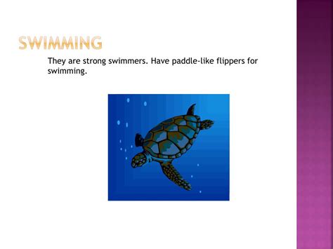 Image result for Sea Turtle Adaptations