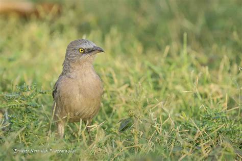 LARGE BABBLER | IIMA