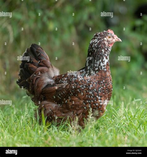 speckled sussex chicken Stock Photo - Alamy