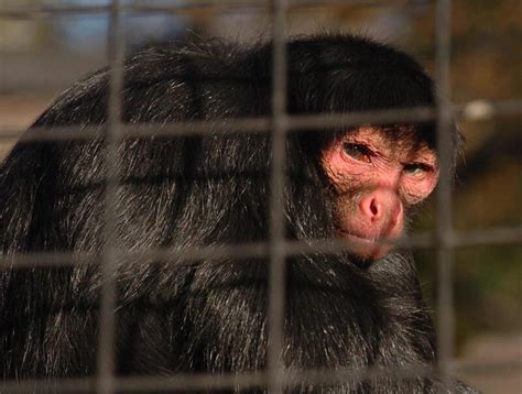 Call to spot spider monkeys to help tackle habitat loss – The Irish News