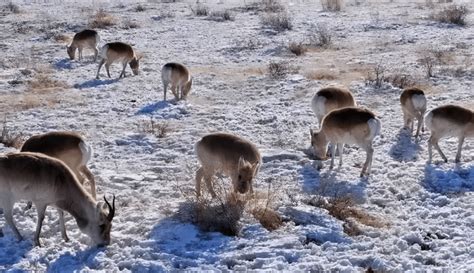 内蒙古发现上万只野生黄羊，零下26度黄羊如何越冬？森林专家揭秘_动物_保护_濒危