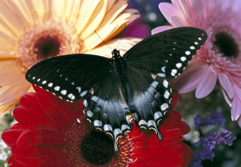 Patterns of Motion in Nature 的图像结果