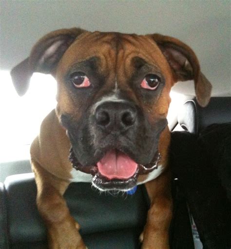 Does Papilloma Virus Go Away In Dogs