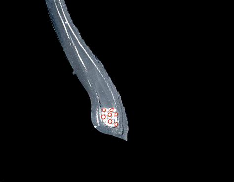 Image result for pythonOCC Detect Axe Circle of Radius