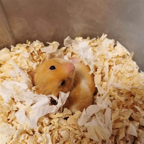 Russian Dwarf Hamsters Do They Hibernate