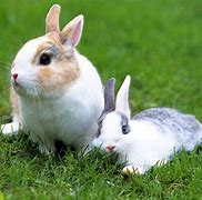 Image result for Cartoon Cute Baby Bunnies