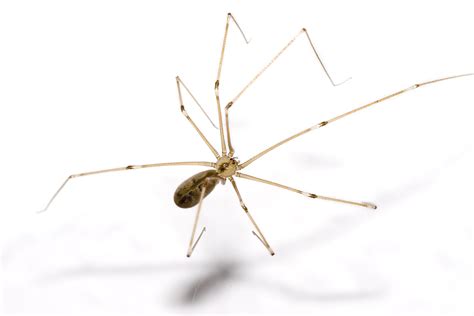 The Daddy Long Legs Spider: Myths and Facts