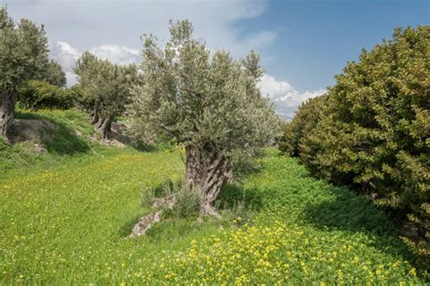 Image result for How to Get Sap Off Tree Trunk of Mastic Tree