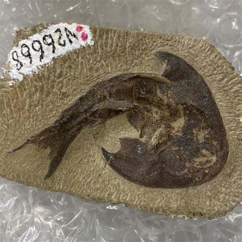 Humans Evolution Line since Fish 的图像结果