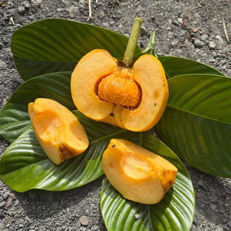 Bor-Thekera Fruit Plants (Garcinia Pedunculata) – veliyathgardens