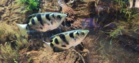 Golden Archer Fish – Splashy Fin Aquarium Bengaluru