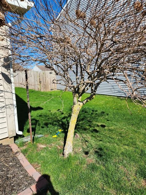 Image result for Pruning Hydrangea Standard Tree Fall