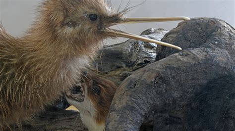 Image result for Alien Species Identified