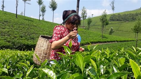 Munnar Tea Trail Tour
