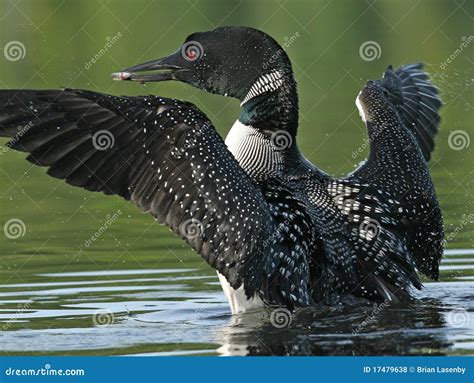 Common Loon (Gavia Immer) with a Fish Stock Photo - Image of gavia, resources: 17479638